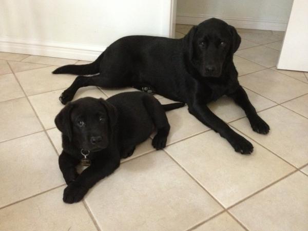 Lucy the Guide Dog tweet media
