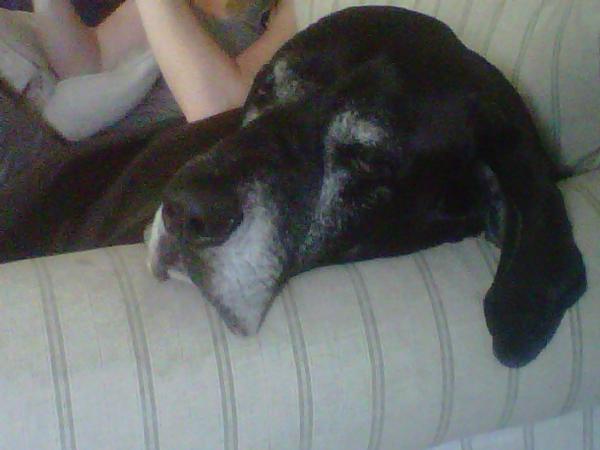 atlanticangler5's tweet photo. #FSLM sleeping giant! Diesel http://t.co/2wFdpQ4c