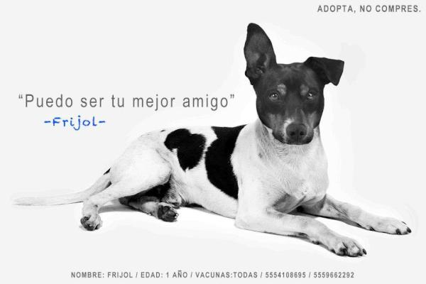 Les presento a FRIJOL, tiene un año y está buscando una nueva casa. ¿Le ayudamos? Info.5554108695/5559662292 PLS RT