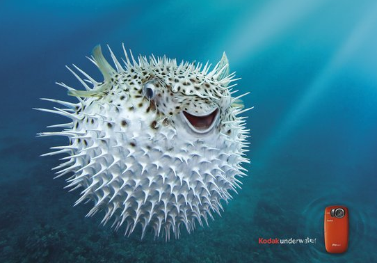 advertisingcake's tweet photo. Kodak. Underwater - Andywyton's Gallery: http://t.co/u21WF4Ss http://t.co/aBmvYKq3
