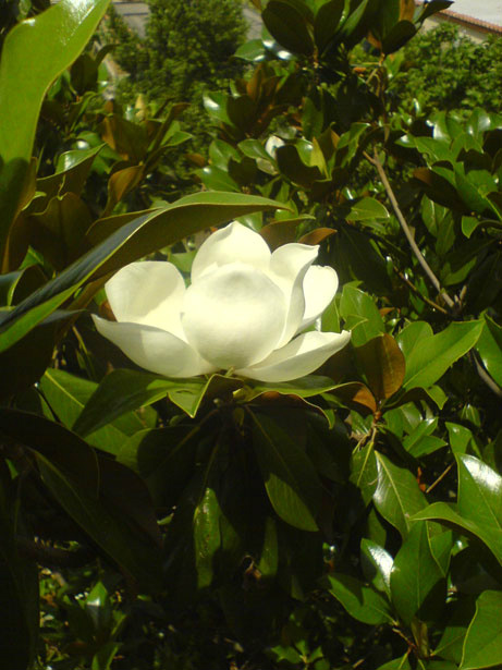 LouisianaTour's tweet photo. Our State Flower the Magnolia http://t.co/qLYb8SEE