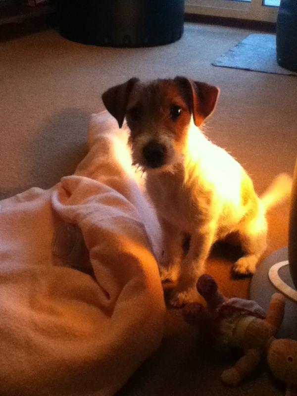 SmallStump's tweet image. Why my dog sooooooo little?