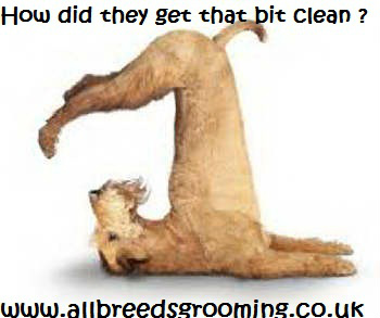 Maria Parnell (@allbreedsgroom) on Twitter photo 