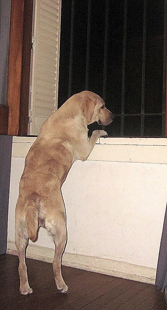 josefinaban22's tweet image. She is taking a break..  #MUCHWORK lol..