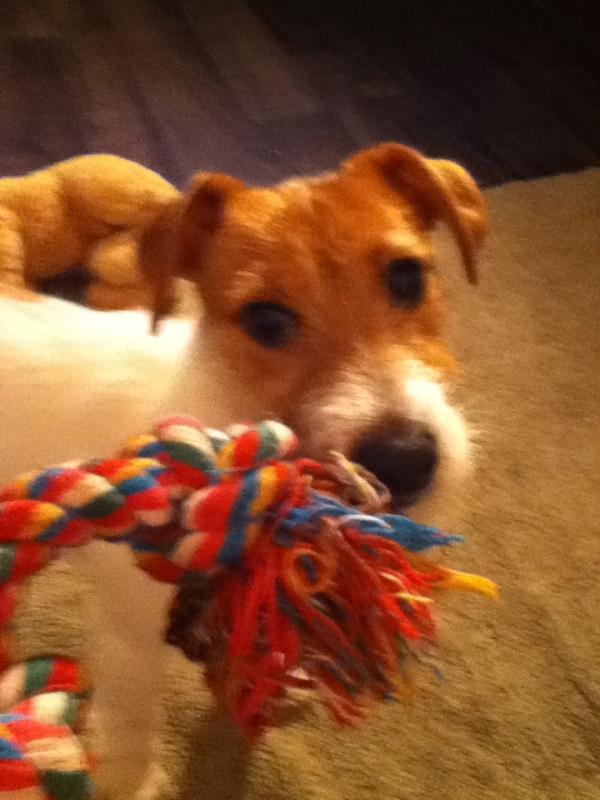 SmallStump's tweet image. Playing tug of war in the kitchen with your dog can be the best thing ever :)