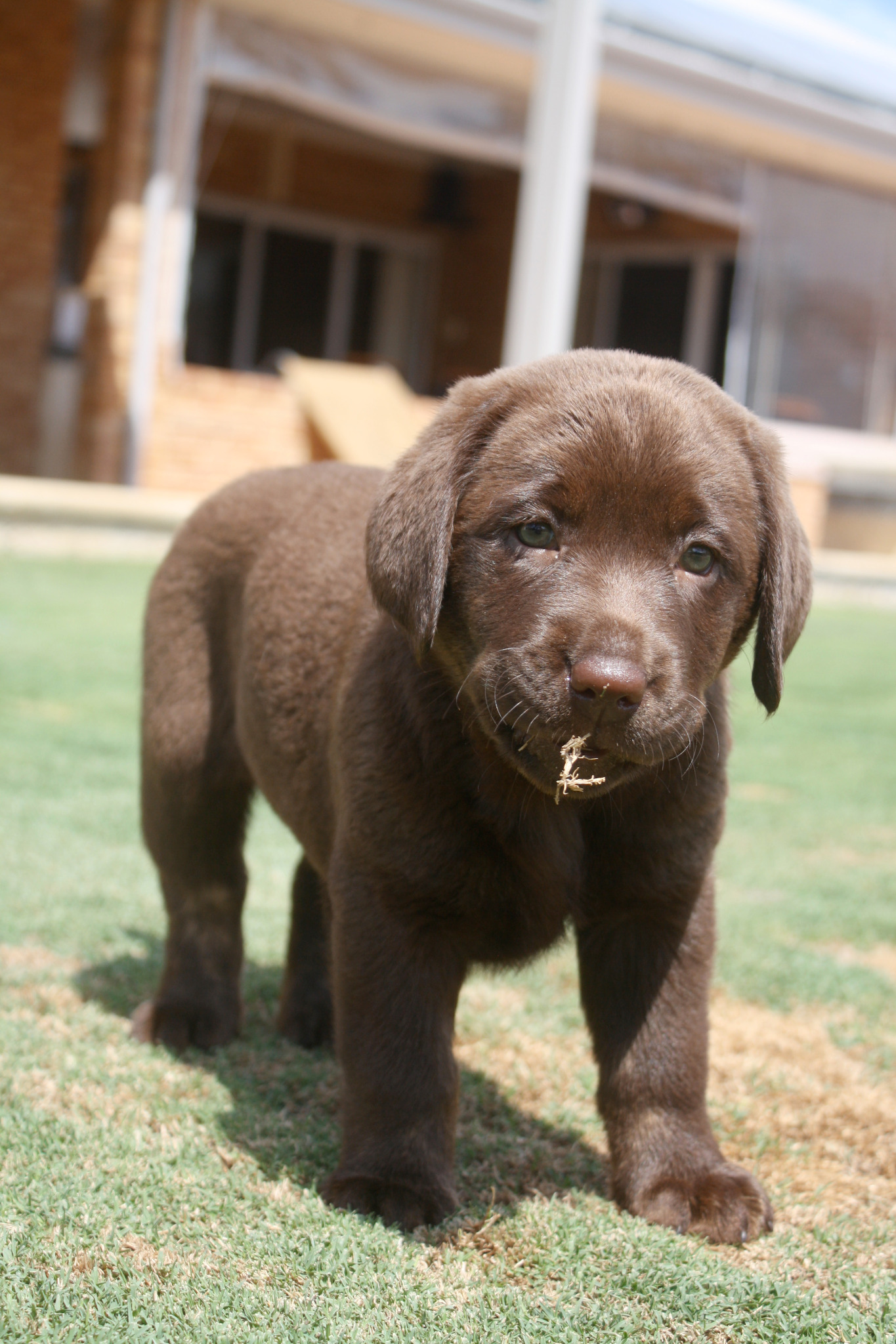 Coco the puppy 2025