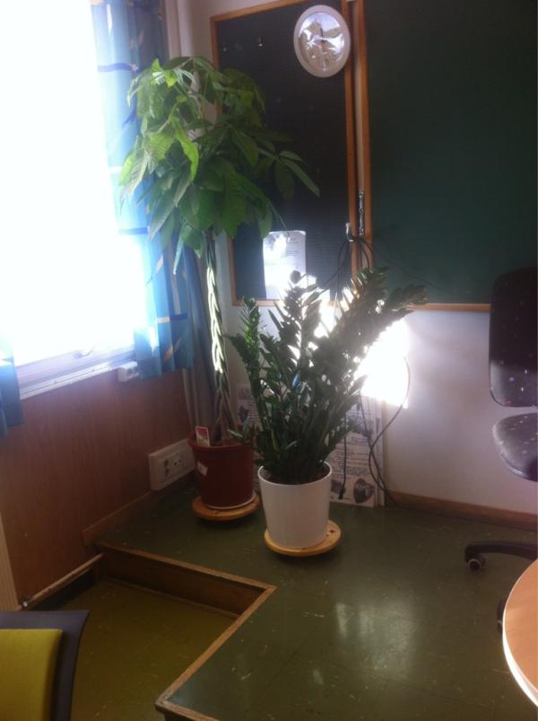 ChristinaGullik's tweet image. Når man trenger planter i klasserommet for å få nok oksygen... #ankern #rikskole