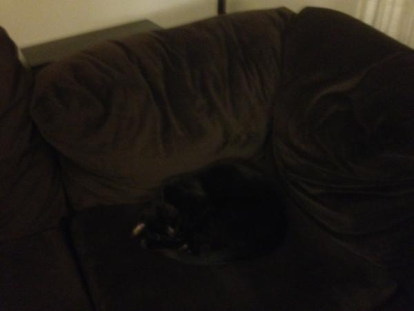 DanAhlgren's tweet photo. Kitty camouflage! http://t.co/BOKK02ZG