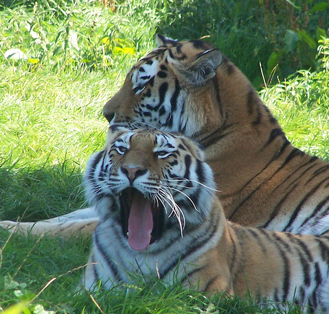 MiloTheTiger's tweet photo. Me and my bitch http://t.co/HSRX5pWi