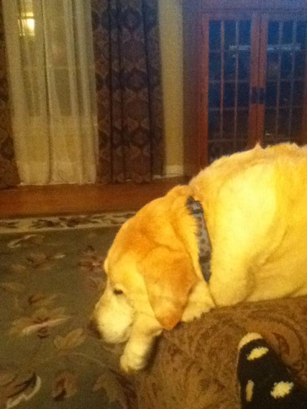 This dog has the life