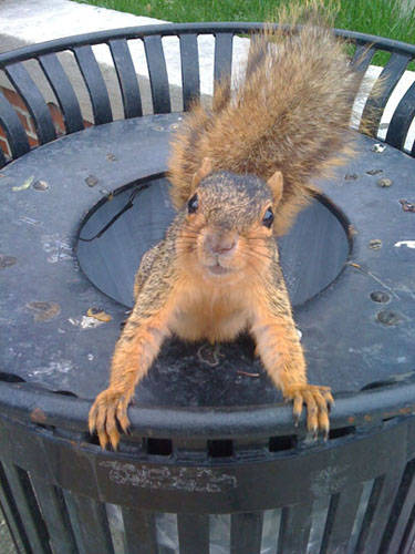 Monmouthprobs's tweet image. A squirrel in every garbage can, guaranteed. #monmouthproblems