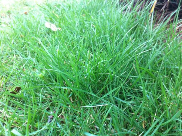 kevinpatrick's tweet image. I may have to mow my lawn this week. #thingsididnotexpecttosayinfebruary