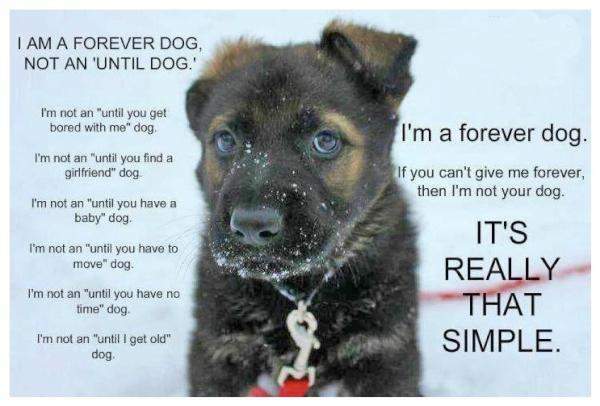 Mountain_Dog's tweet photo. We definitely agree with that, wishing that every dog owner would ... http://t.co/vtOMQxdU