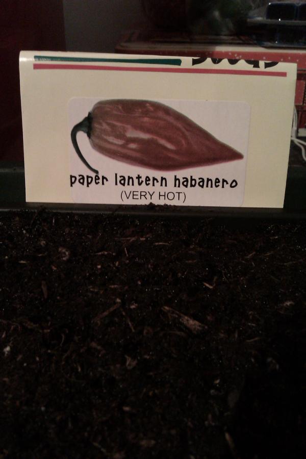 TheChilliWindow's tweet image. 