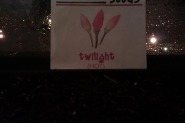 TheChilliWindow's tweet image. 