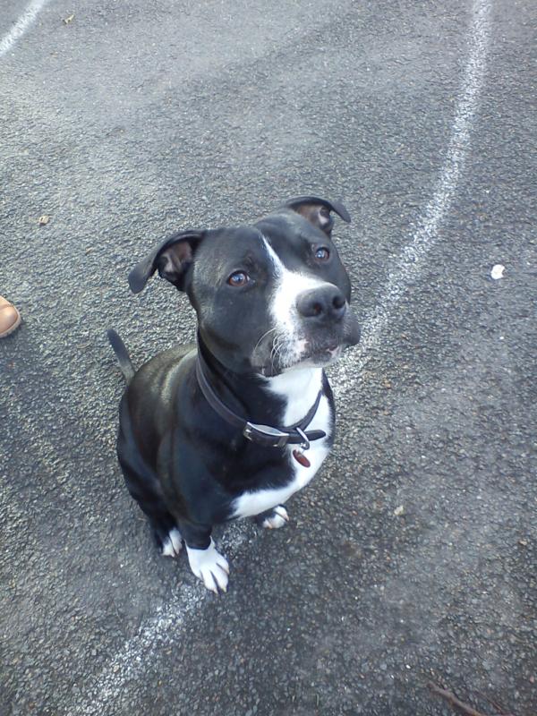 When your dog means more to you than anyone. #mydogistheshizz