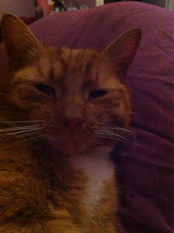MissCharlT's tweet photo. @amywillerton latest kitty update http://t.co/c7NboZz7