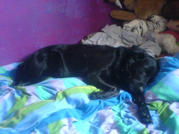SebastianSchoen's tweet photo. @MileyCyrus My Dog Cindy on the bed :) http://t.co/18hj0Uug
