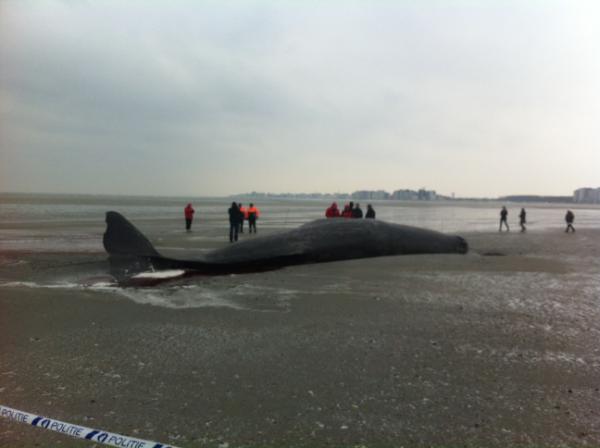 De potvis in Heist #potvis