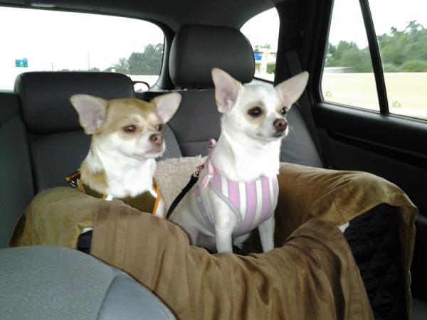 EsteeandCooper's tweet photo. Here's a pic of us in our car seat! @Grrr_Romney #irideinside http://t.co/Rn8RKQZb