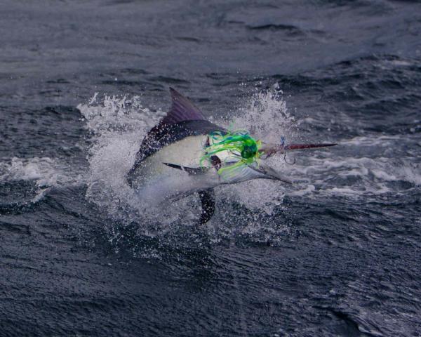 BlueOceans_Club's tweet photo. Hot shot by Matt Kleczkowski of a lively black marlin in Exmouth Australia! http://t.co/A1Wb3HLf http://t.co/Bfah6fQY