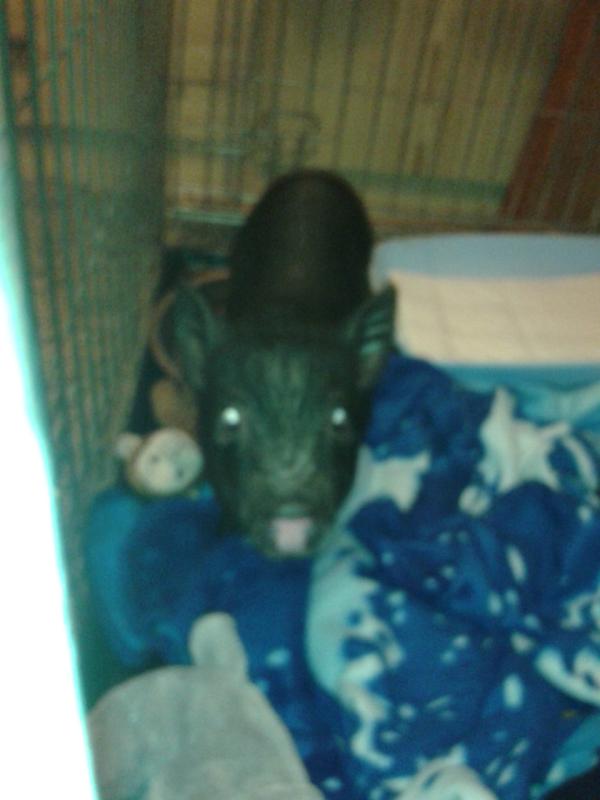 kellythornborro's tweet photo. my micro pig :) settling into his new home http://t.co/qVecrXnn