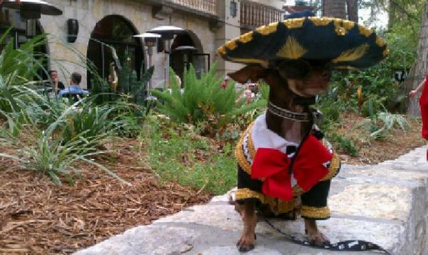 tilirin's tweet image. Hello @giggythepom nice to meet u hope we can be friends I'm a cute chi