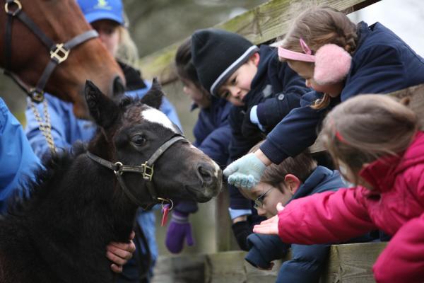The school kids from Kildare town loved patting the very friendly 3 week old foal in <a href="/IrishNatStud/">Irish National Stud</a> today #futurestar?