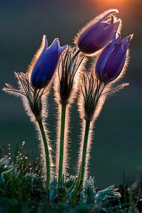 FloraMenu's tweet image. Purple sunrise #picture #flower