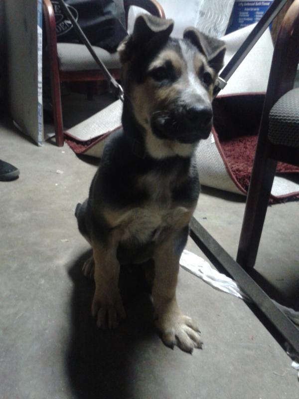 jennayykitty's tweet photo. New puppy (: http://t.co/3MnNjyb