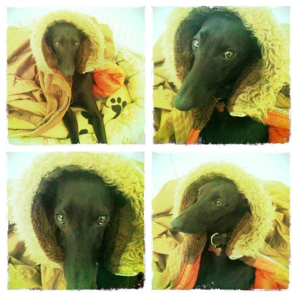 kaytipeschke's tweet image. Ozzy keeping warm in my parka #moddog