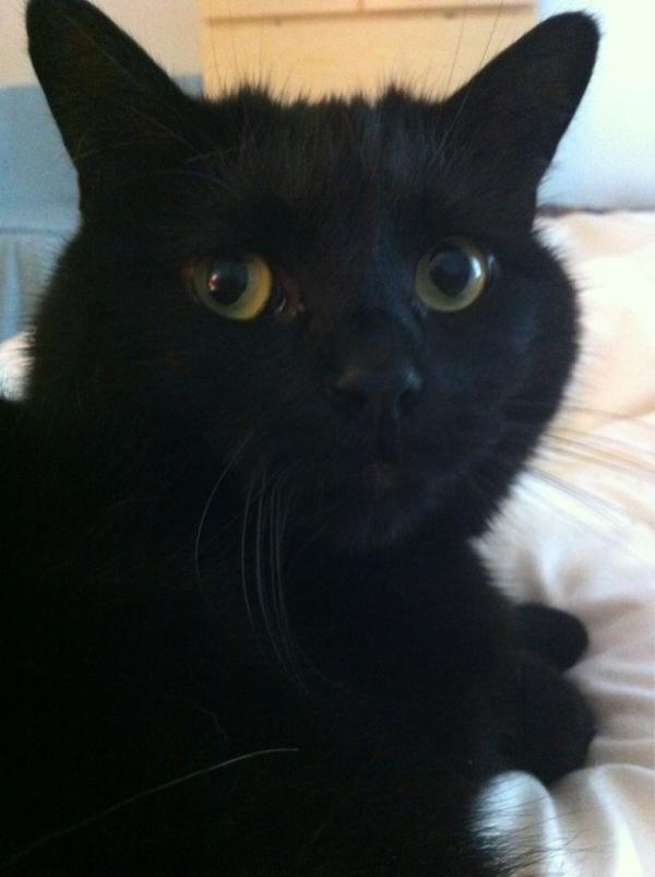 DaBoiz's tweet photo. @BillyNoirMates head buts from Hector.... http://t.co/uWdZ6huN