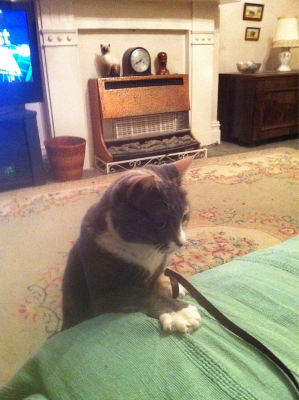habibithecat's tweet image. Crazy cat lady aka as hoomin. We i'z training for the #2012KittehOlympics this is me practising ribbon gymnastics.