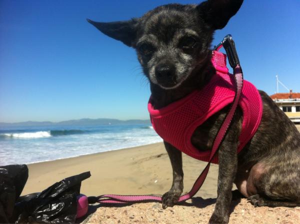 AshleysHugTime's tweet photo. Lord Stuffington J. Fluffypants enjoying some beach weather at the "Unicorns in Waves" farm on the beach. http://t.co/liampLwx
