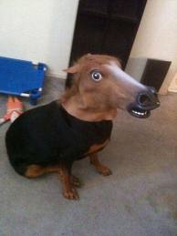 MisaMisa35's tweet photo. @edu eu adoro o panico mas to morredo de saudade da maliza monstro #voltaMalisa e uma risasdinha! http://t.co/DXk9LYZd