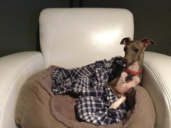 IGPixel's tweet image. My office chair.