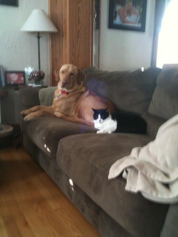 claireream's tweet photo. #kittyluv http://t.co/hXCfBSk3