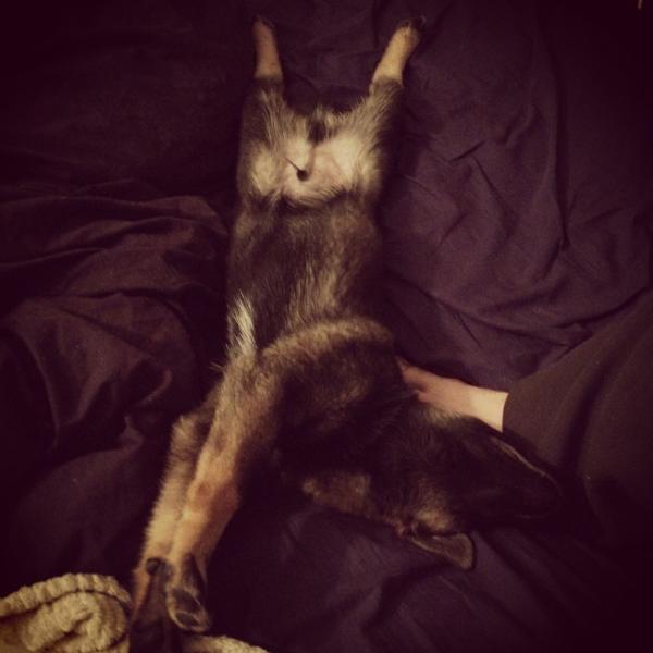 RobLMontgomery's tweet image. Looks like it's fate. The perfect weirdo dog for a weirdo.