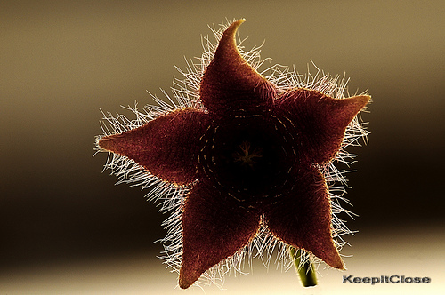 FloraMenu's tweet image. Succulent flower #picture