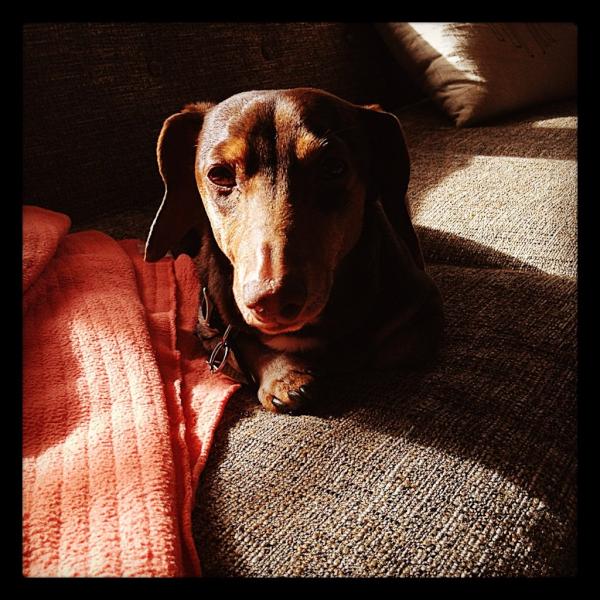 wienerdogwisdom's tweet photo. I challenge you to a wiener staring contest! http://t.co/L8m360Nf