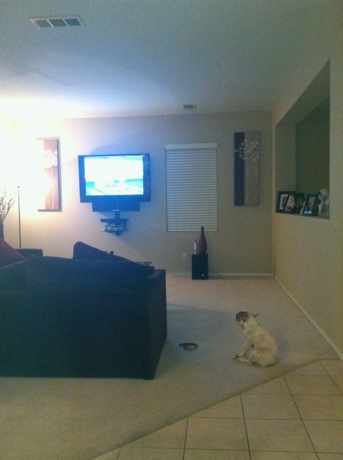 My puppy loves sponge bob ..lol http://t.co/ERx191ZR