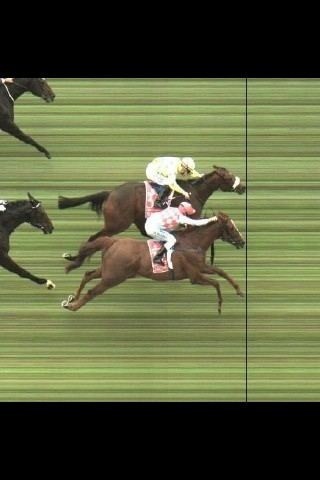 Fisherking79's tweet image. Let's take a look at that photo finish again in the 2011 Melbourne cup #howclose #Dunedin #redcadeaux