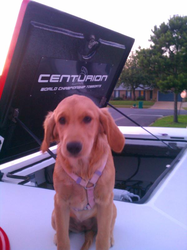 JustChuteMe's tweet photo. You know how your dog jumps in the car when you clean it so it doesn't get left? So does Breeze..w/ boats! http://t.co/aw4Ow5Ql