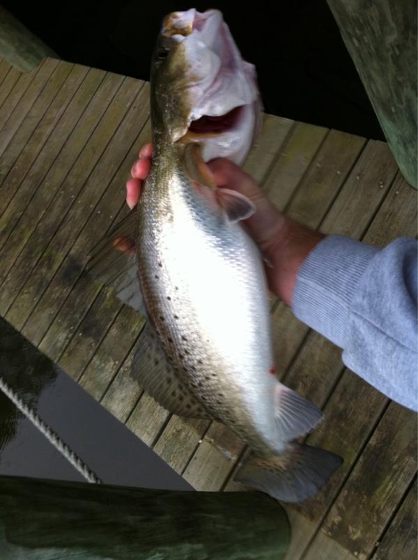22Paulwall's tweet photo. Biggest speck of the year. Absolute beast http://t.co/rZ3L40Pd