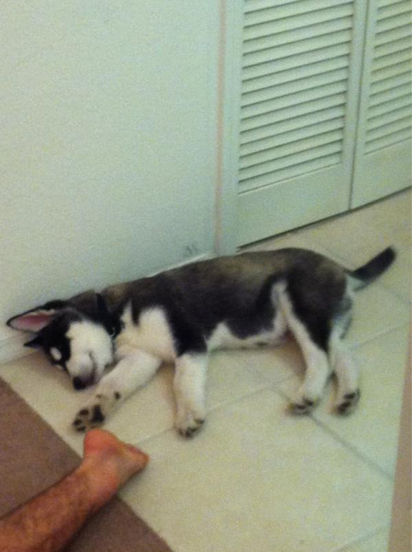 WayTooTurntUp36's tweet image. Little nigga just chillin hard #wearentsodifferent