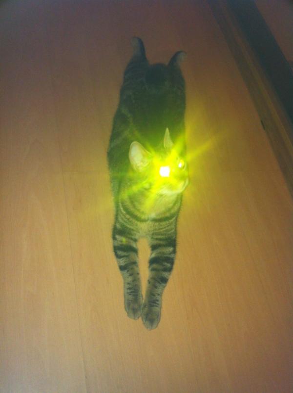 BgLebedev's tweet photo. Котэ- фонарь!!)) и такое бывает)) фото без обработки http://t.co/Ev1p8NNK