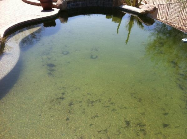 Lspoolcare's tweet photo. Don't let this happen to your investment! Regular maintenance is key to a clean and healthy pool. http://t.co/M4EbPRwg