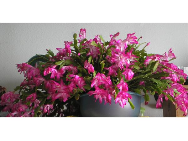 PowerGrown tweet media