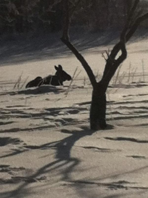 a_mellbye's tweet photo. Elgkalv som chiller'n i hagen:) morsdagsgave? http://t.co/XsHlbR8T