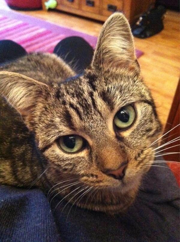 Tabitha_cat's tweet photo. http://t.co/LSWyLFEI